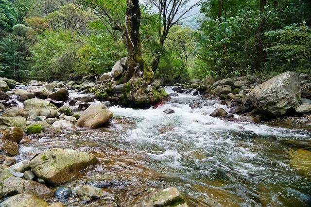 原始森林,神秘河谷,红豆杉和珙桐,秦岭国家植物园不简单