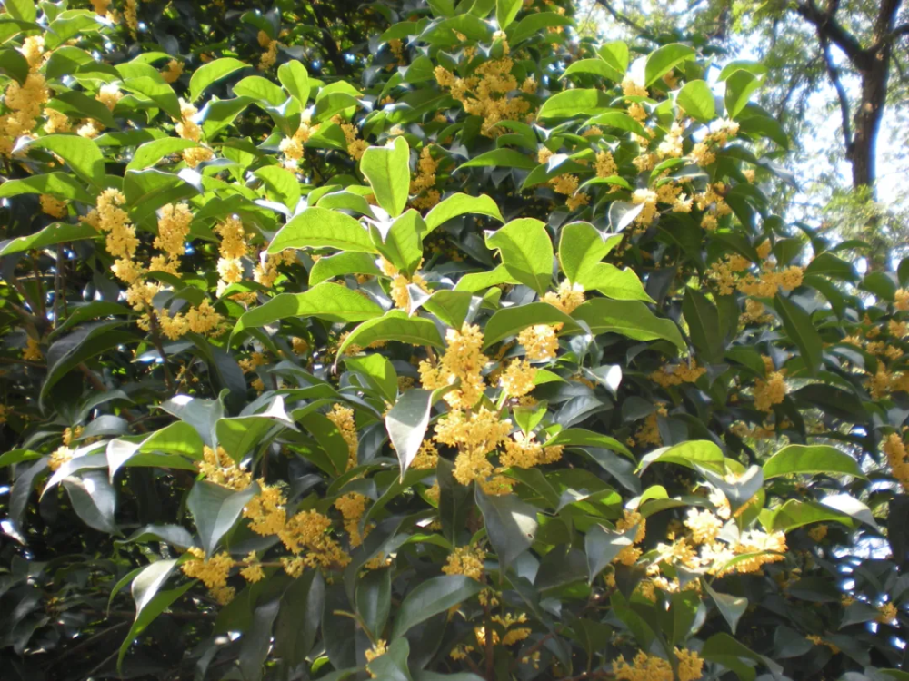 波叶金桂osmanthus fragrans"boye jingui"