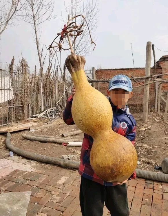 巨型文玩葫芦忒霸气