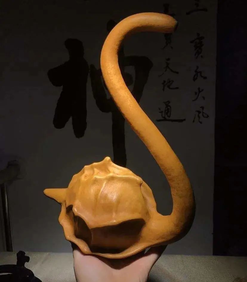 所以它是一种非常奇特的观赏葫芦, 造型周正漂亮的鹤首葫芦并不便宜