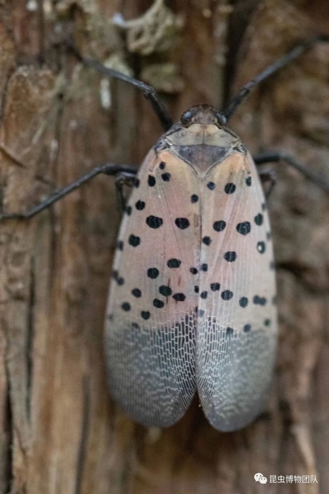 (斑衣蜡蝉 lycorma delicatula(white)刘一良摄)