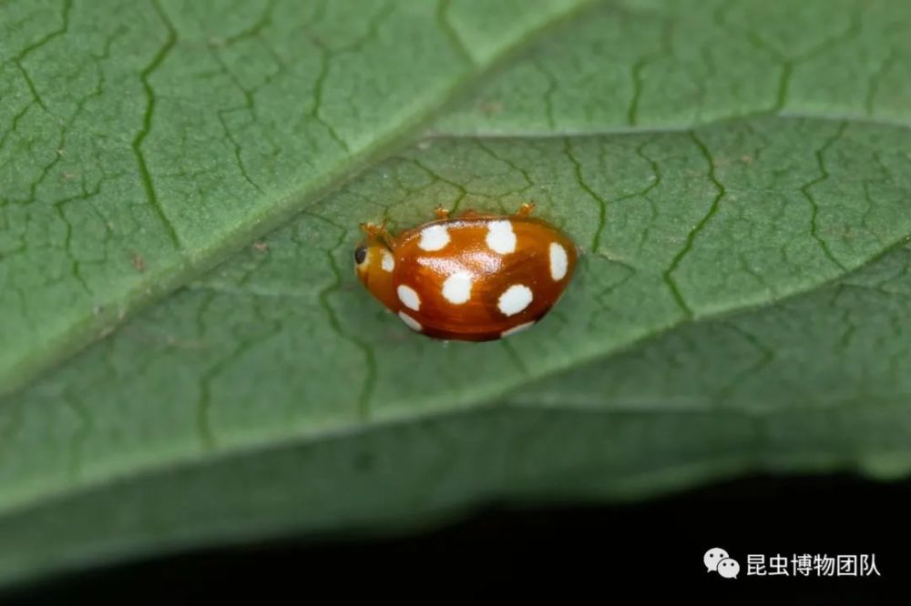 (准备越冬的 十二斑褐菌瓢虫vibidia duodecimguttata(poda)刘一良摄)