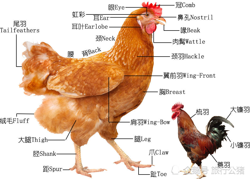 鸡考记|深入研究每一只鸡的品种,部位,吃法,以及故事(上)