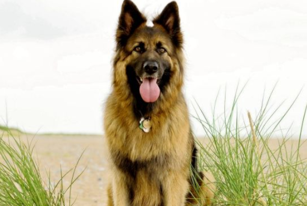 从龙头老大在家闲，一马当前牧羊犬（猜）打一最佳正确生肖中探寻自媒体创作的灵感与深意