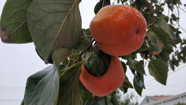 水果"树上熟"如何定义?分享给大家鉴别方法,请收藏