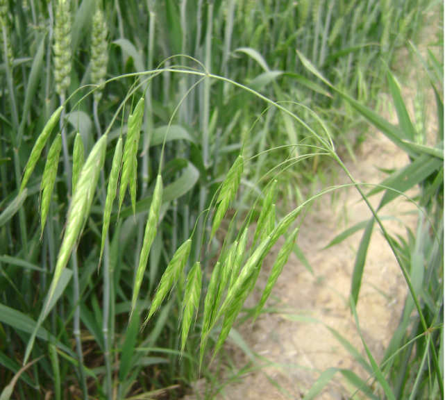 猪殃殃等,禾本科杂草通称为麦田恶性杂草主要有:看麦娘,雀麦,野燕麦和