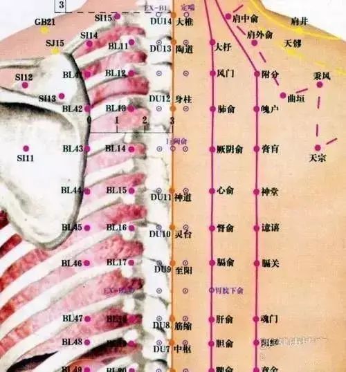六节之下灵台驻,督俞噫嘻等分度 七节至阳齐胛下,外立膈关内膈俞 九