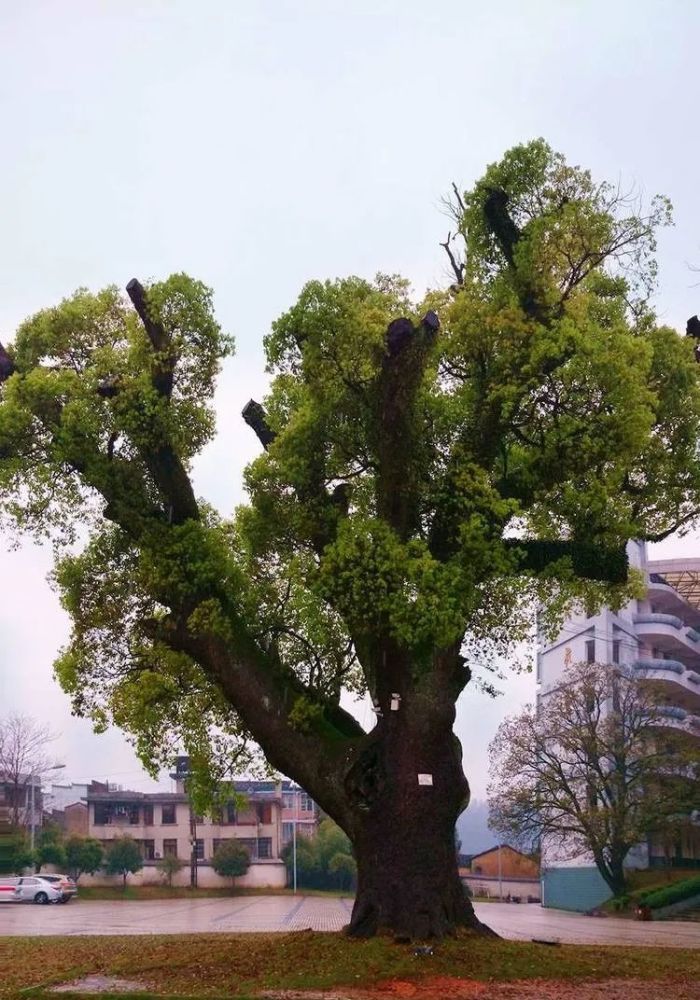 市建档挂牌的古树名木共有10000余株,主要分布在长汀,武平,连城,上杭