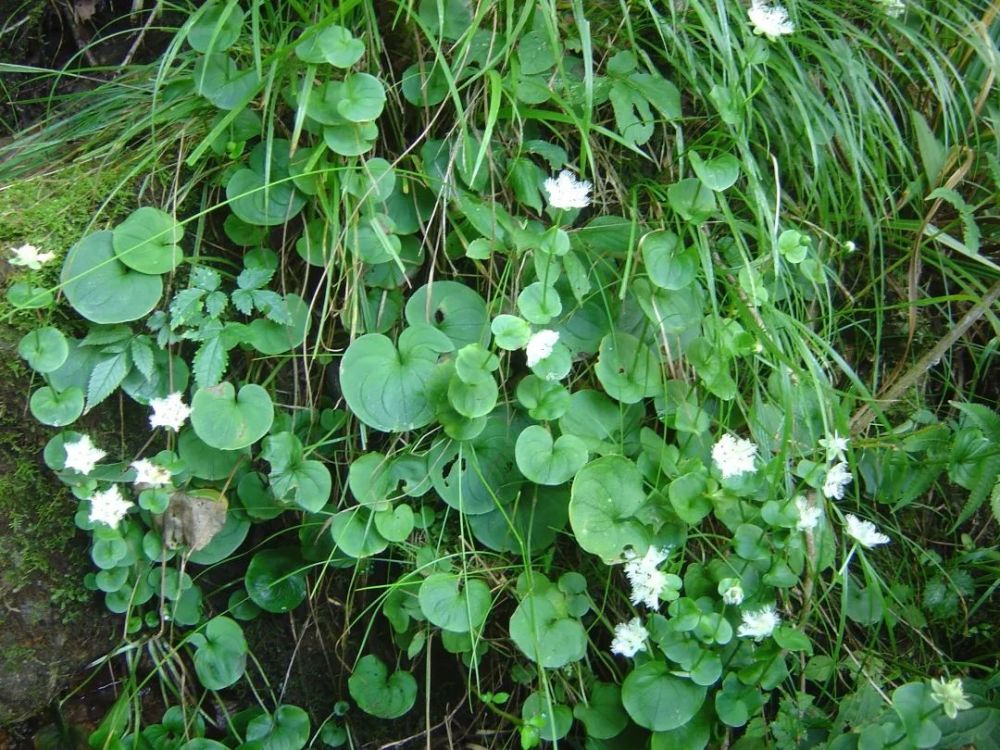 白须草(群落)
