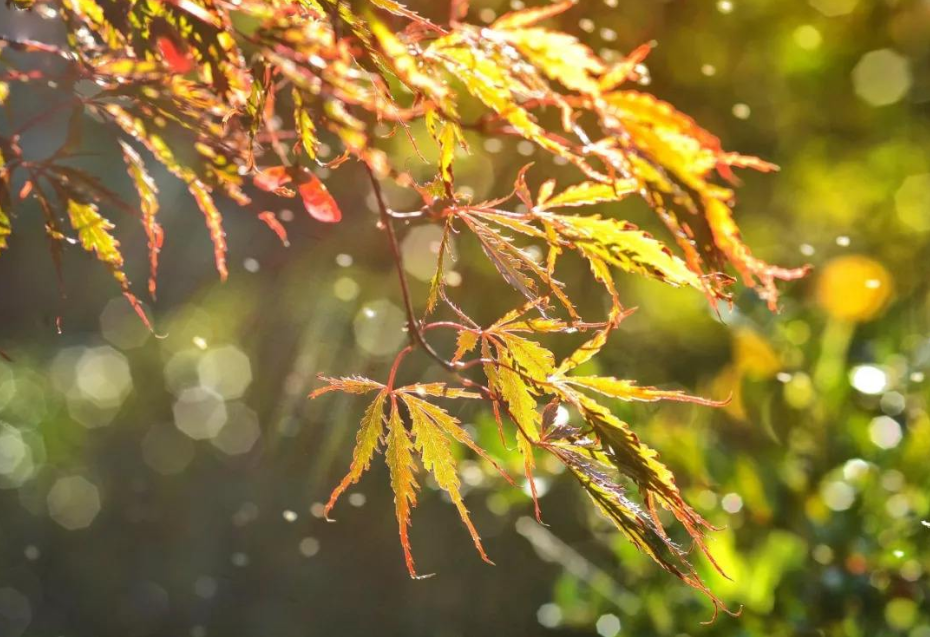 【诗词鉴赏】秋日听雨,在最美的意境里,邂逅一场秋雨!