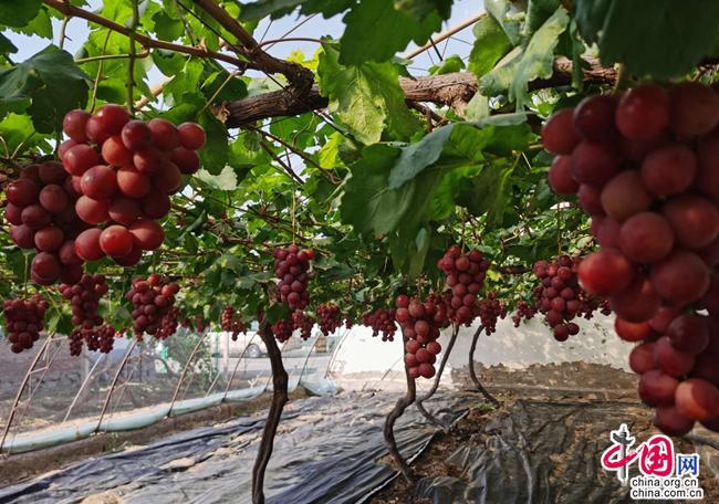 云飞农业种养科技有限公司"t型架"标准化种植的葡萄