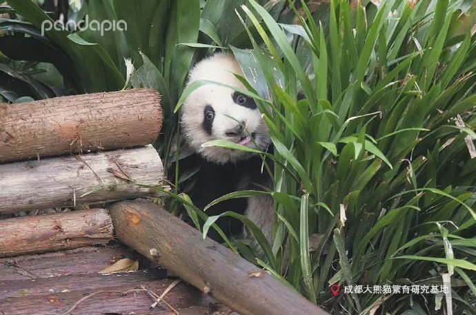图片来源见水印《看熊猫》杂志邮政发行渠道正式开通,欢迎大家到