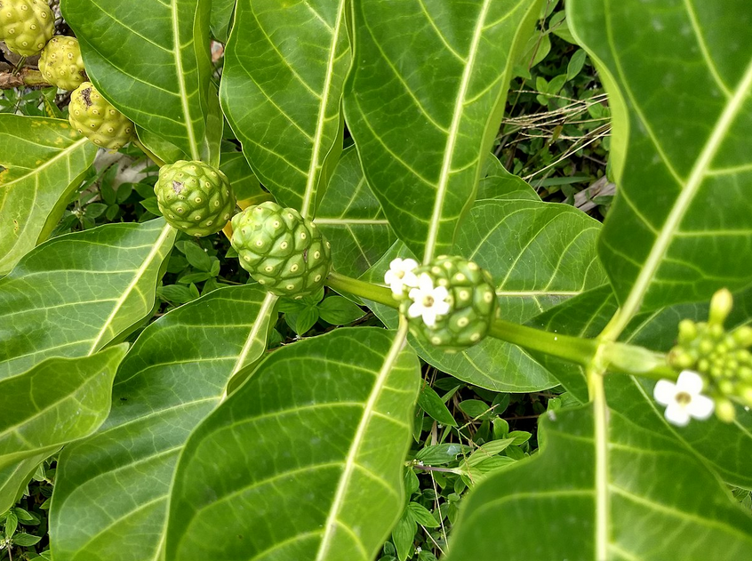 海滨木巴戟开花结果是每隔一节一个,与叶对生