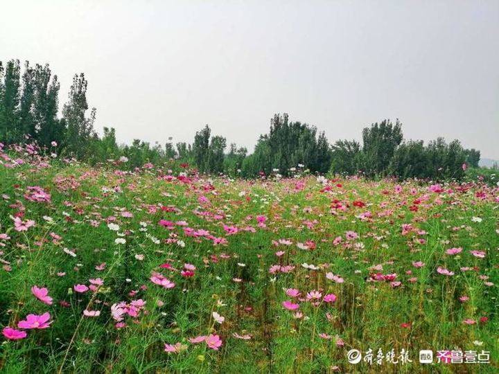 济南11处花海景观成网红打卡地!