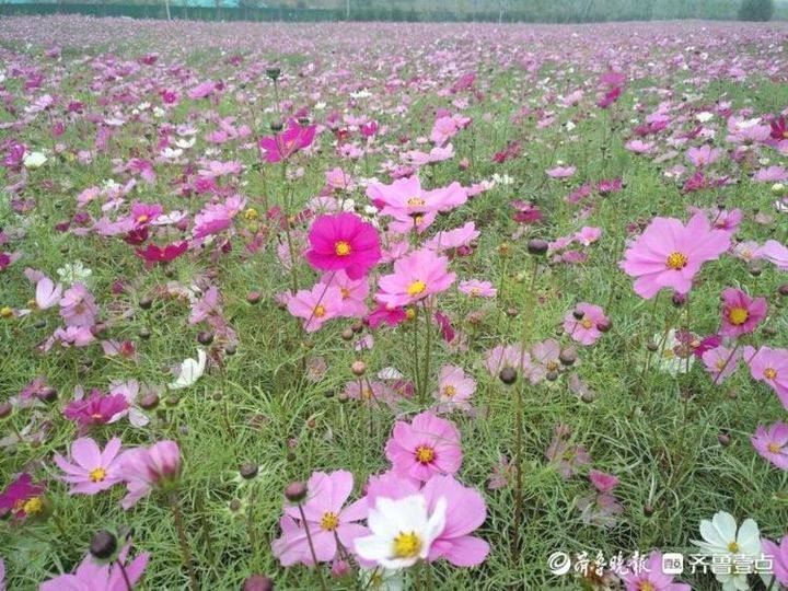 济南11处花海景观成网红打卡地!