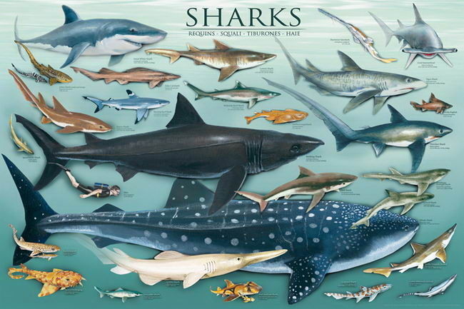 关于鲨鱼的21个您不知道的事实