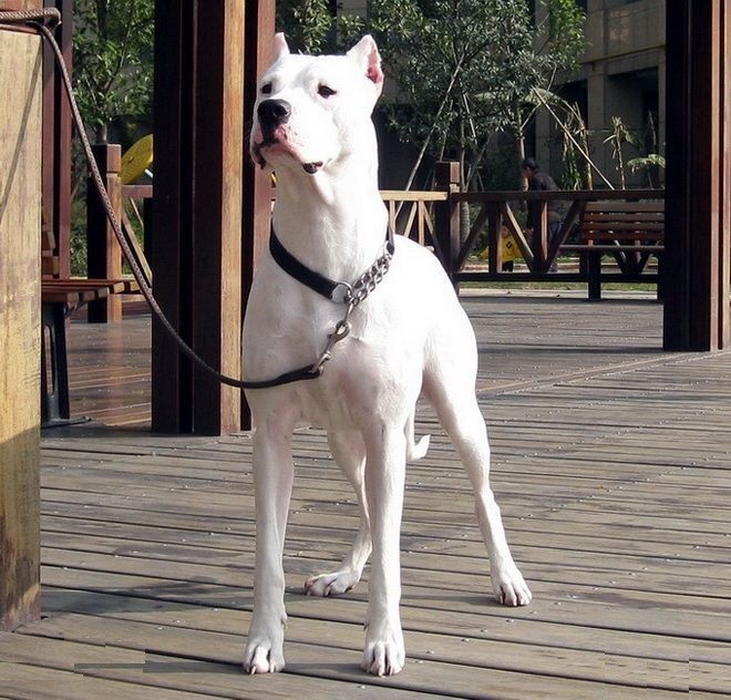 南美洲的两大彪悍猛犬被称为勇敢无畏霸气逼人的铁血硬汉