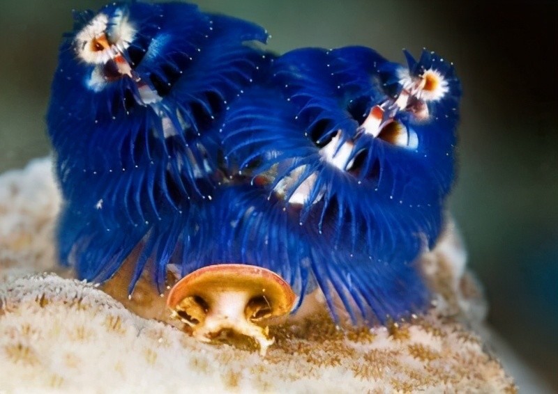 十大最美丽奇特的海洋生物