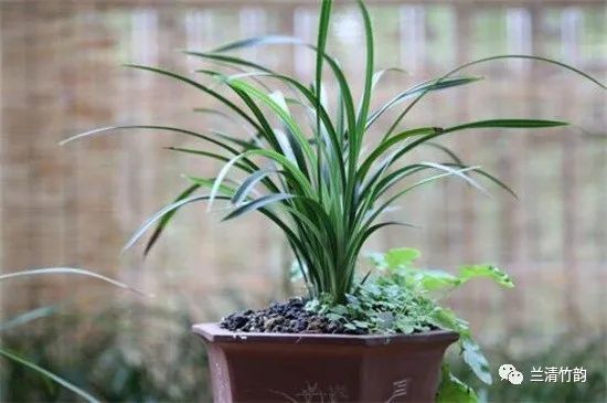 兰花怎么养:宋梅的开花管理及开花欣赏,4个步骤养护花卉
