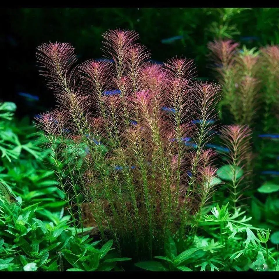 green aqua,欧洲最好的水族超市