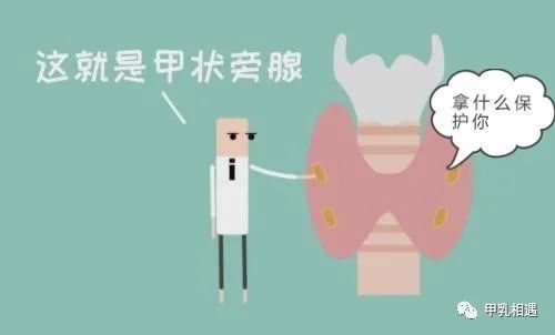 拿什么保护你——甲状旁腺|甲状旁腺|甲状旁腺功能