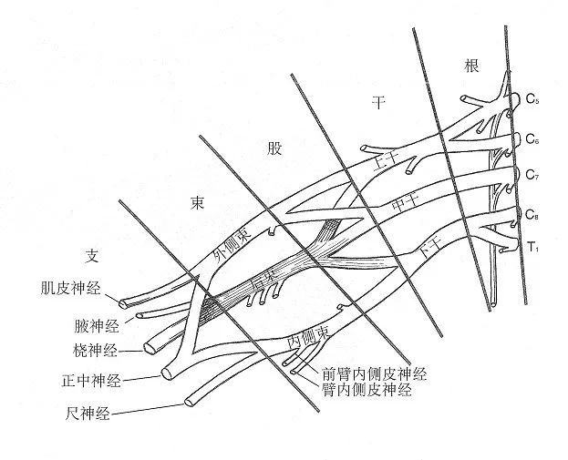 临床常见典型体征的臂丛神经损伤