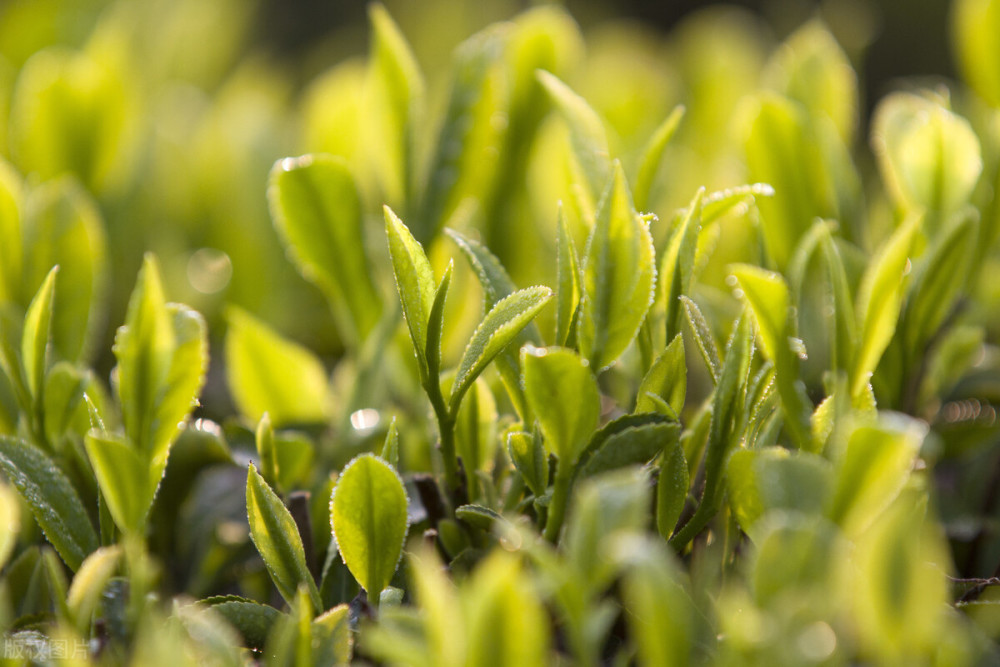 茶树缺素症有何表现认清以下6种症状助茶农科学施肥增产增收