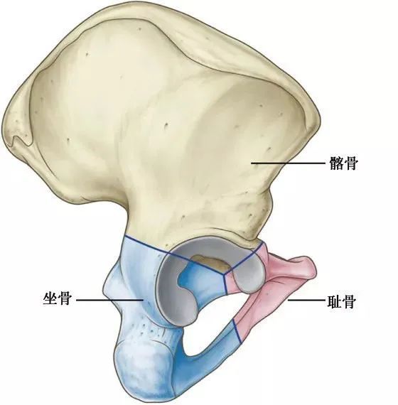 干货有些腰痛罪魁祸首是骶髂关节详细解剖结构图文