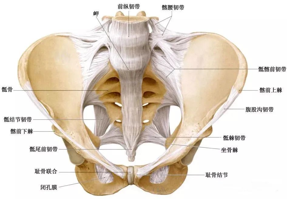 有些腰痛罪魁祸首是骶髂关节,详细解剖结构图文