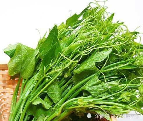 南瓜芽苗菜种植技术详细介绍!在家种起来吧!