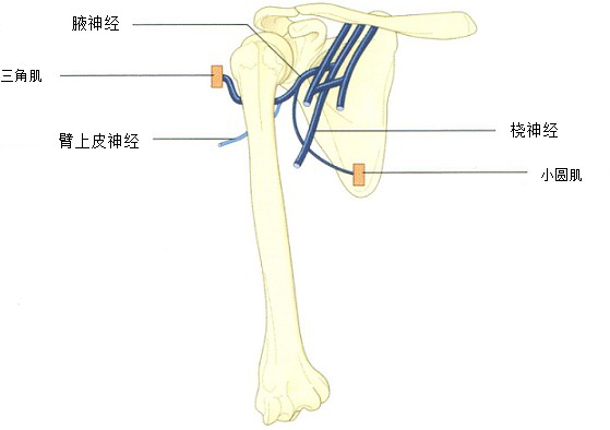 腋神经axillary nerve(c5,c6)从臂丛后束发出,穿经腋窝后壁的四边孔