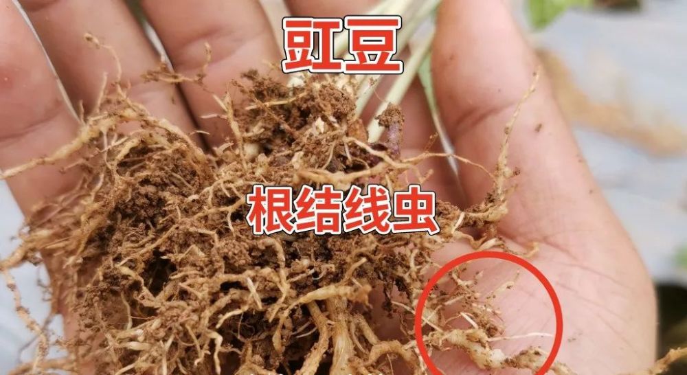 根结线虫发病较轻的土地可以种植韭菜,辣椒,大蒜等,对根结线虫发病较