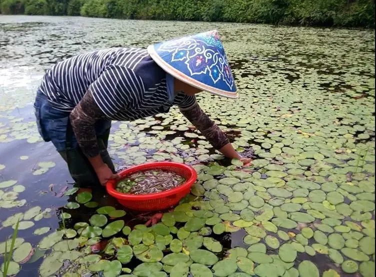 嫩的乏味,老的喂猪,凭啥叫它"水八仙(鲜)"?