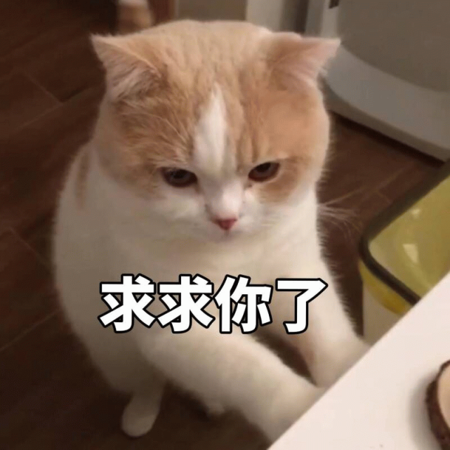 表情包:猫猫表情委屈到自闭