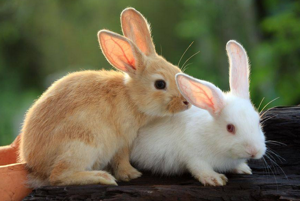 十兔九不全:属兔人最有福气的4个出生月份,一生的吉祥