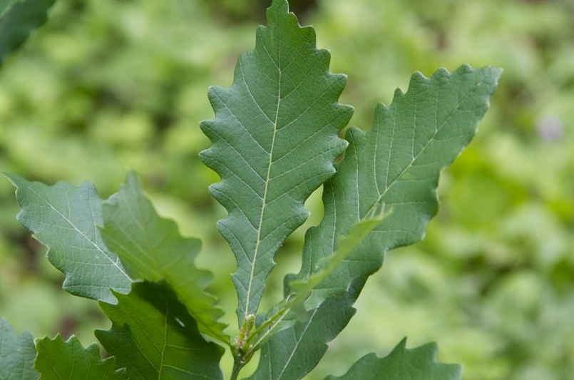 荒野维生野菜系列——白栎