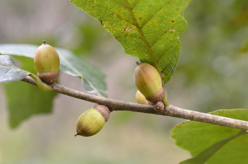 荒野维生野菜系列—白栎