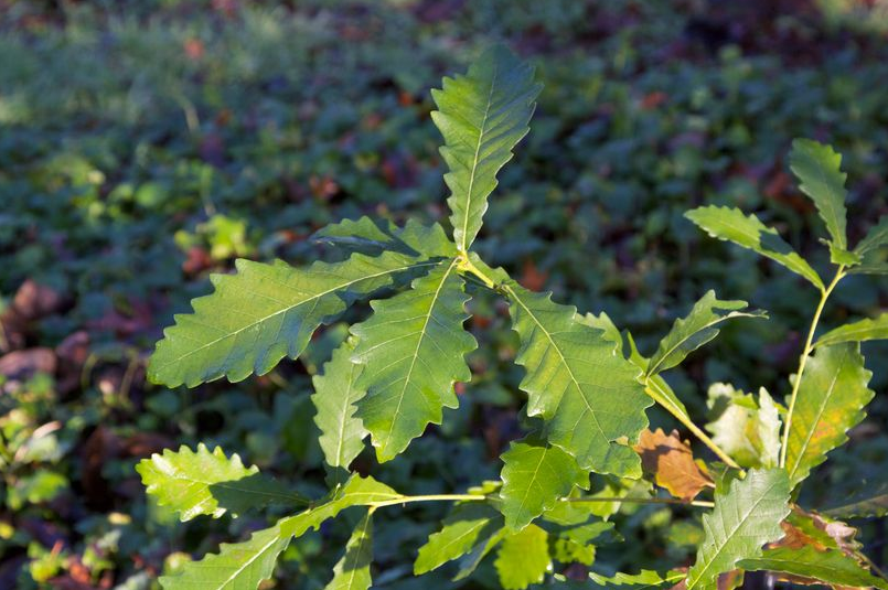 荒野维生野菜系列—白栎