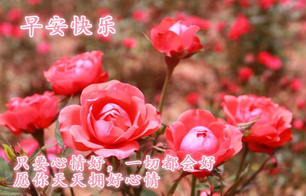 微信温暖人心的早上好问候短信 最美的鲜花图片带祝福