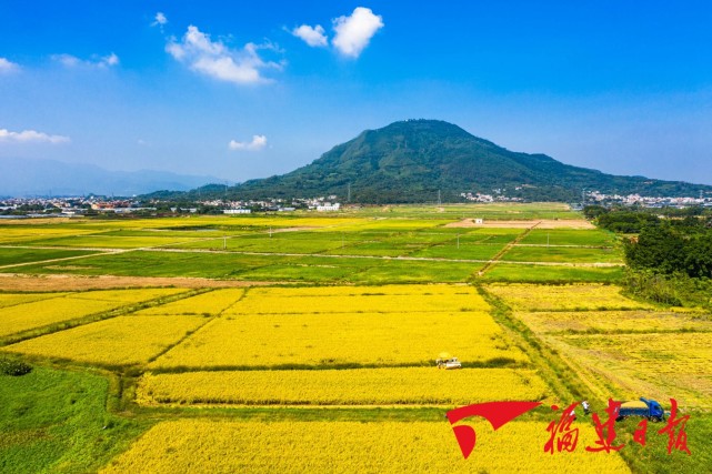 来漳州水仙花海看丰收稻田组图