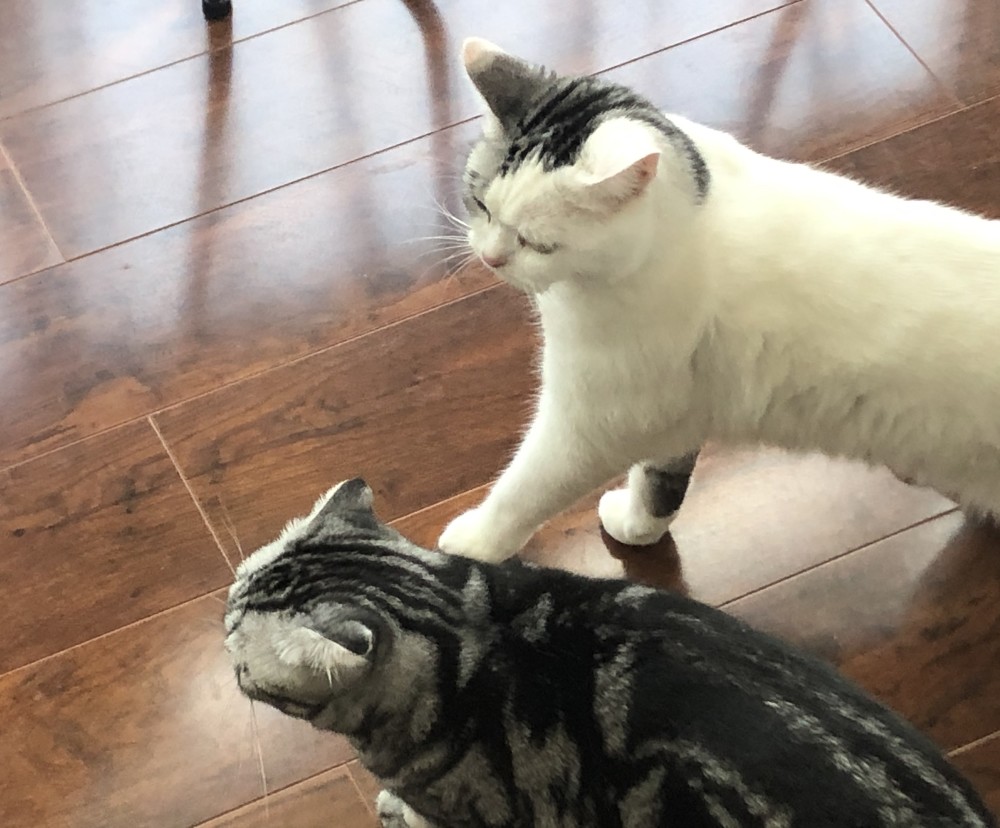 猫咪恨主人的十种表现,猫咪被暴打后的症状