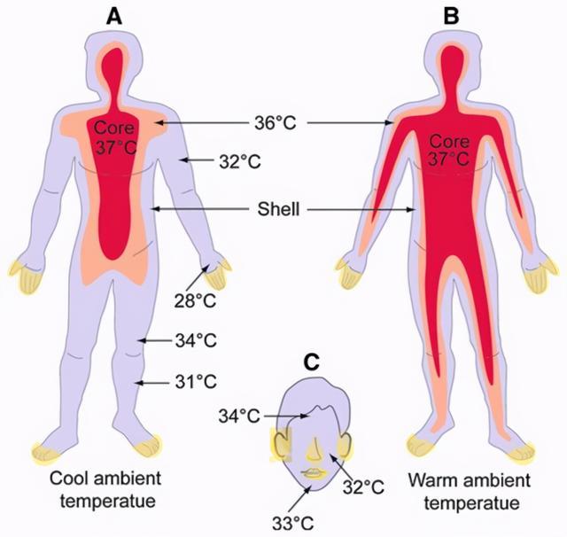 人类的温度不再是37?人体体温下降,会给健康带来怎样的后果