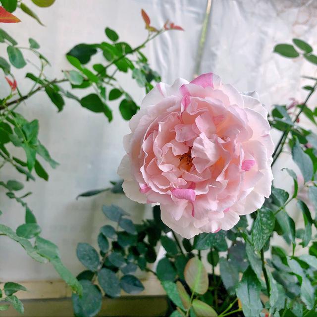 伊芙·钱特玛丽,又美又香的盆栽月季花,花开一朵,满