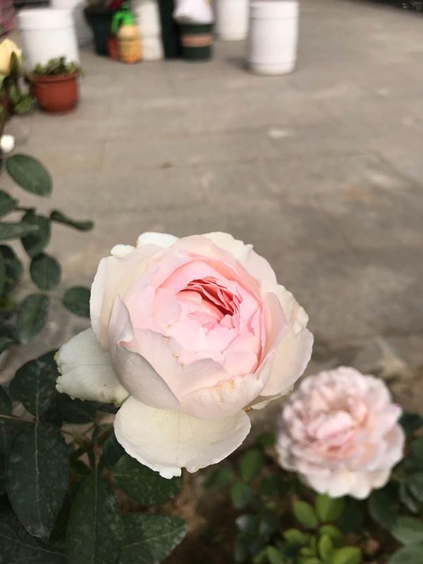 伊芙·钱特玛丽,又美又香的盆栽月季花,花开一朵,满屋子飘香