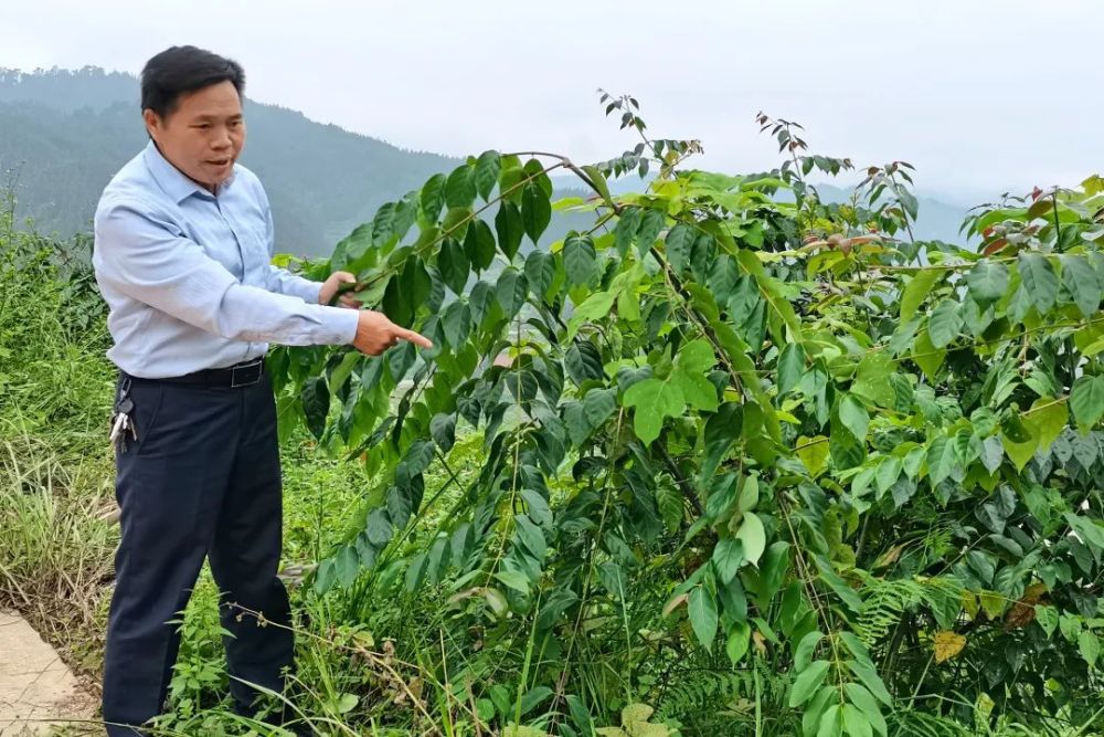 满山都是不起眼的金钩钩浑身是宝