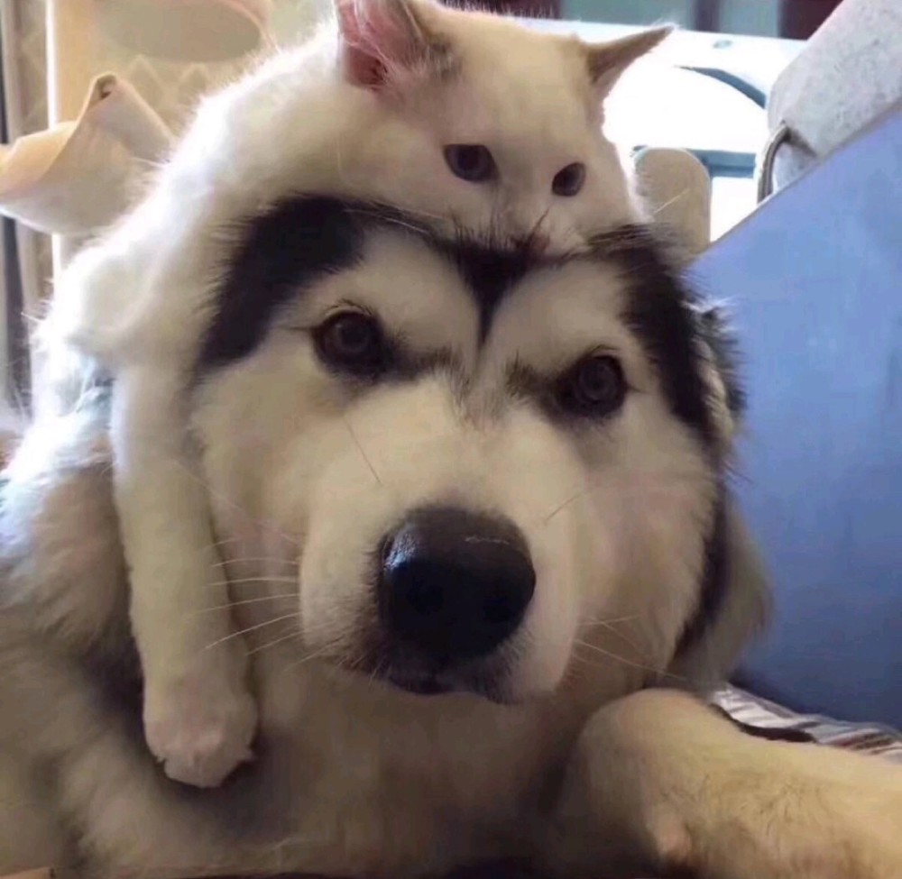 萌宠的情侣头像喜欢狗狗和猫咪的进来自取哦