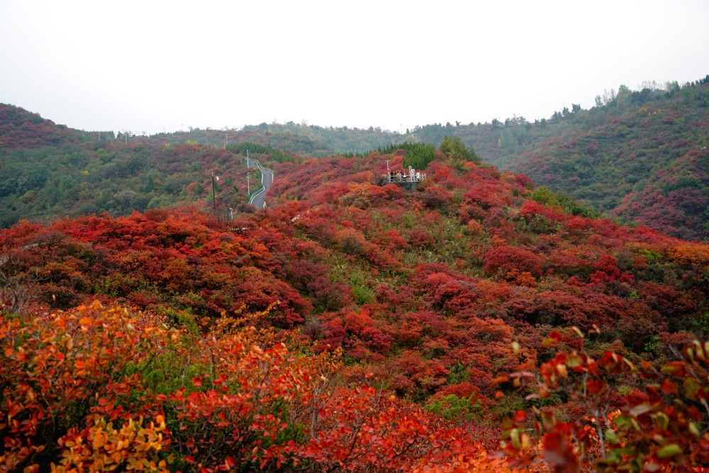 万木霜天红烂漫巩义长寿山还你一个秋天的童话