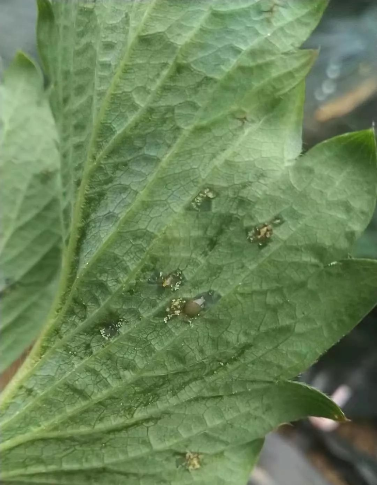 草莓空心病(断头病)是新病害吗?