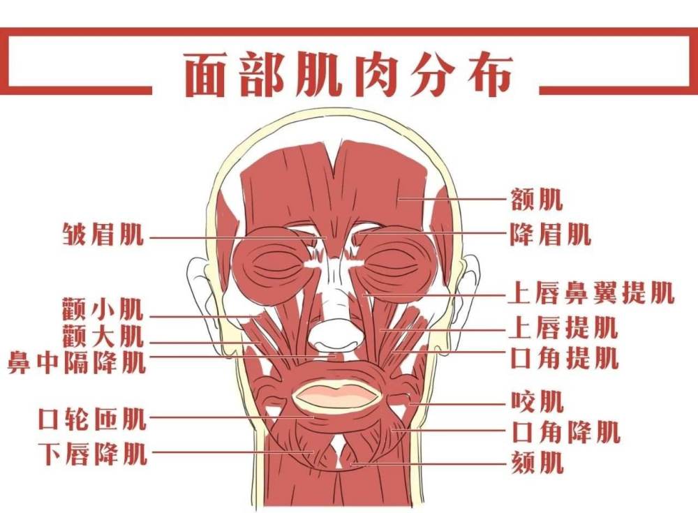 什么是降眉间肌,皱眉肌与提上唇鼻翼肌