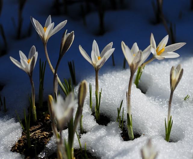 仅仅耐寒冻不死是不够的,这些花卉在冰天雪地中能够正常生长甚至傲然